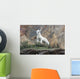 Dall Sheep lamb in Denali National Park, Interior Alaska Wall Mural
