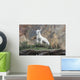Dall Sheep lamb in Denali National Park, Interior Alaska Wall Mural
