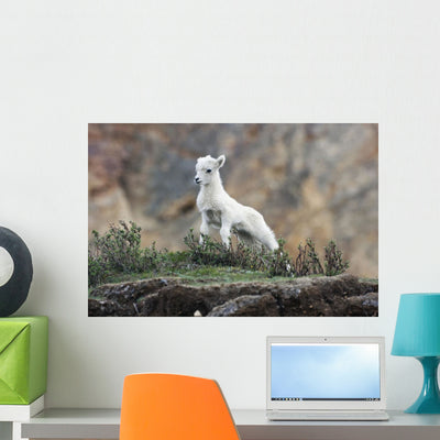 Dall Sheep Lamb Denali Wall Mural shown on a wall