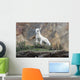 Dall Sheep lamb in Denali National Park, Interior Alaska Wall Mural