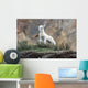 Dall Sheep lamb in Denali National Park, Interior Alaska Wall Mural