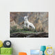 Dall Sheep lamb in Denali National Park, Interior Alaska Wall Mural