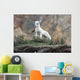 Dall Sheep lamb in Denali National Park, Interior Alaska Wall Mural