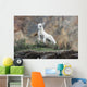 Dall Sheep lamb in Denali National Park, Interior Alaska Wall Mural