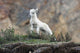 Dall Sheep lamb in Denali National Park, Interior Alaska Wall Mural