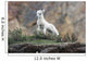 Dall Sheep lamb in Denali National Park, Interior Alaska Wall Mural