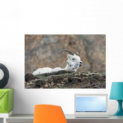 Dall Sheep Lamb and Wall Mural shown on a wall