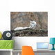 Dall Sheep lamb and its mother in Denali National Park Wall Mural