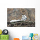 Dall Sheep lamb and its mother in Denali National Park Wall Mural