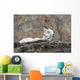 Dall Sheep lamb and its mother in Denali National Park Wall Mural