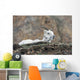 Dall Sheep lamb and its mother in Denali National Park Wall Mural