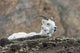 Dall Sheep lamb and its mother in Denali National Park Wall Mural