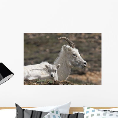 Dall Sheep Lamb and Wall Mural shown on a wall