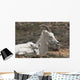 Dall Sheep lamb and its mother in Denali National Park Wall Mural