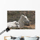 Dall Sheep lamb and its mother in Denali National Park Wall Mural