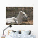 Dall Sheep lamb and its mother in Denali National Park Wall Mural