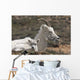 Dall Sheep lamb and its mother in Denali National Park Wall Mural