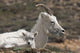 Dall Sheep lamb and its mother in Denali National Park Wall Mural