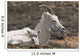 Dall Sheep lamb and its mother in Denali National Park Wall Mural