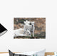 Dall Sheep ewe watching over two lambs Wall Mural