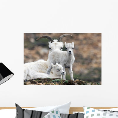 Dall Sheep Ewe Watching Wall Mural shown on a wall