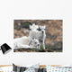 Dall Sheep ewe watching over two lambs Wall Mural