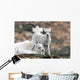 Dall Sheep ewe watching over two lambs Wall Mural