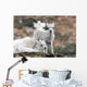 Dall Sheep ewe watching over two lambs Wall Mural
