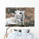 Dall Sheep ewe watching over two lambs Wall Mural
