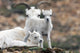 Dall Sheep ewe watching over two lambs Wall Mural