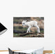 Dall Sheep lamb in Denali National Park, Interior Alaska Wall Mural