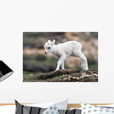 Dall Sheep Lamb Denali Wall Mural shown on a wall