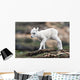 Dall Sheep lamb in Denali National Park, Interior Alaska Wall Mural
