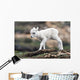 Dall Sheep lamb in Denali National Park, Interior Alaska Wall Mural