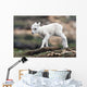 Dall Sheep lamb in Denali National Park, Interior Alaska Wall Mural