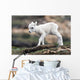 Dall Sheep lamb in Denali National Park, Interior Alaska Wall Mural