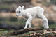Dall Sheep lamb in Denali National Park, Interior Alaska Wall Mural