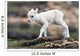 Dall Sheep lamb in Denali National Park, Interior Alaska Wall Mural