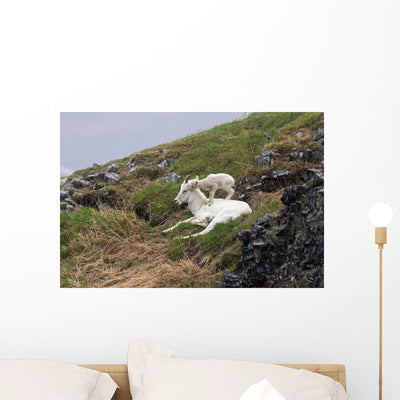 Dall Sheep Lamb Plays Wall Mural shown on a wall