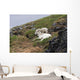 Dall Sheep lamb plays on top of its mother in Denali National Park Wall Mural