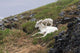 Dall Sheep lamb plays on top of its mother in Denali National Park Wall Mural