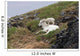 Dall Sheep lamb plays on top of its mother in Denali National Park Wall Mural