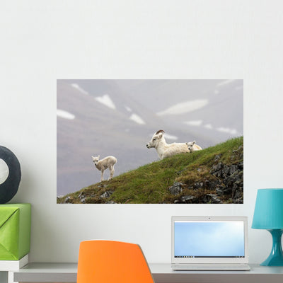 Dall Sheep Ewe and Wall Mural shown on a wall
