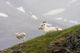 Dall Sheep ewe and her lamb in Denali National Park, Interior Alaska Wall Mural