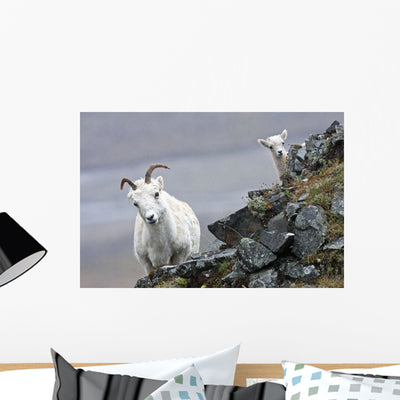 Dall Sheep Ewe and Wall Mural shown on a wall
