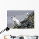 Dall Sheep ewe and her lamb in Denali National Park, Interior Alaska Wall Mural