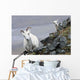 Dall Sheep ewe and her lamb in Denali National Park, Interior Alaska Wall Mural
