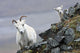 Dall Sheep ewe and her lamb in Denali National Park, Interior Alaska Wall Mural