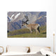 Caribou near the Park road, Denali National Park, Interior Alaska Wall Mural