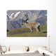 Caribou near the Park road, Denali National Park, Interior Alaska Wall Mural